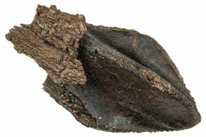 Unworn Triceratops Tooth with Partial Root - Wyoming #358158